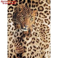 Фотообои "Леопард" M 216 (2 полотна), 200х270 см