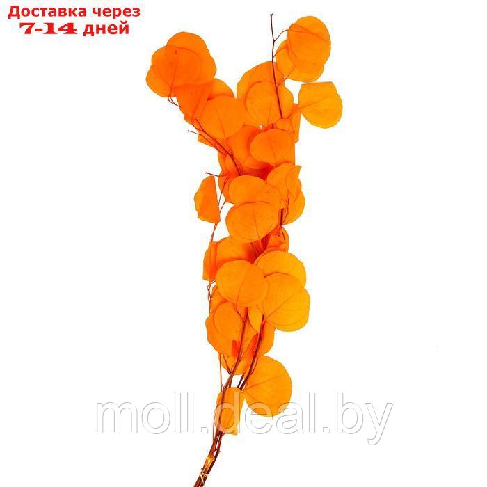 Сухоцвет персикого дерева , 50 гр, длина 70 см, цвет оранжевый - фото 1 - id-p219014634