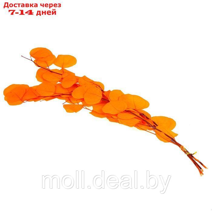 Сухоцвет персикого дерева , 50 гр, длина 70 см, цвет оранжевый - фото 2 - id-p219014634