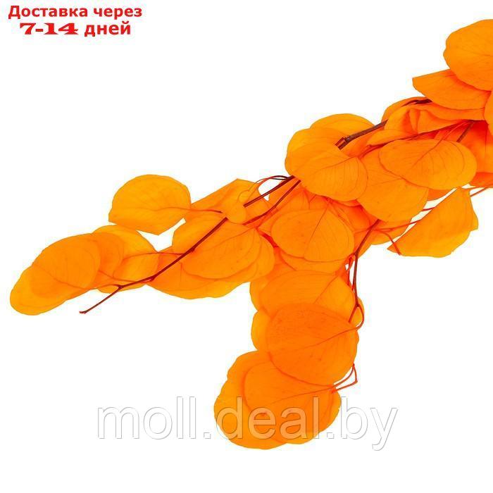 Сухоцвет персикого дерева , 50 гр, длина 70 см, цвет оранжевый - фото 3 - id-p219014634