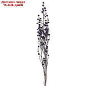 Сухие цветы молочай Миля , 25 гр, длина 70 см, цвет фиолетовый