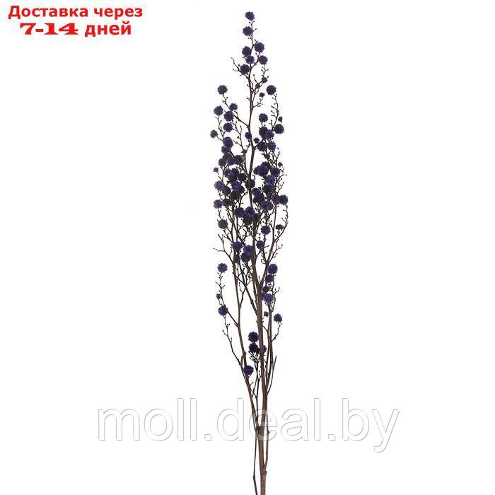 Сухие цветы молочай Миля , 25 гр, длина 70 см, цвет фиолетовый - фото 1 - id-p219014636