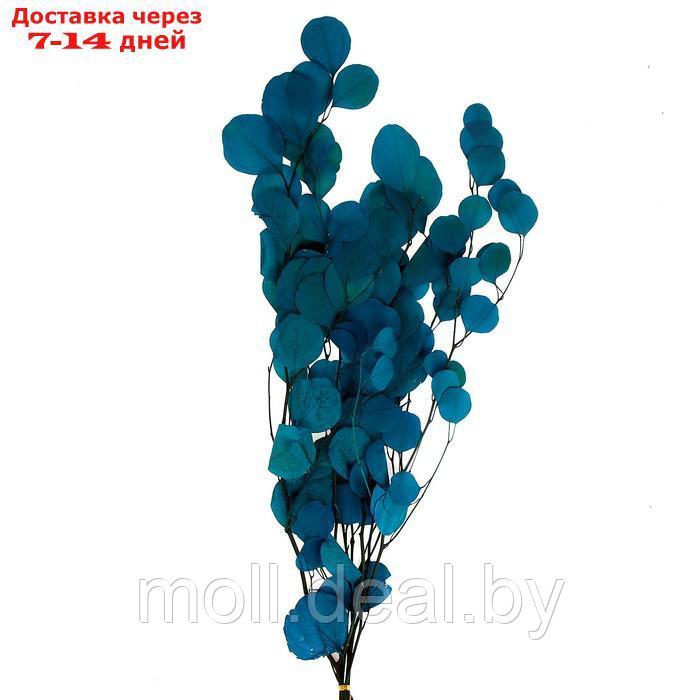 Сухоцвет персикого дерева , 50 гр, длина 70 см, цвет голубой - фото 1 - id-p219014647