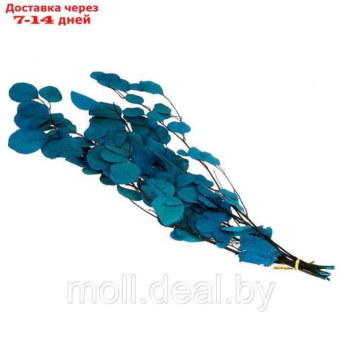 Сухоцвет персикого дерева , 50 гр, длина 70 см, цвет голубой - фото 2 - id-p219014647