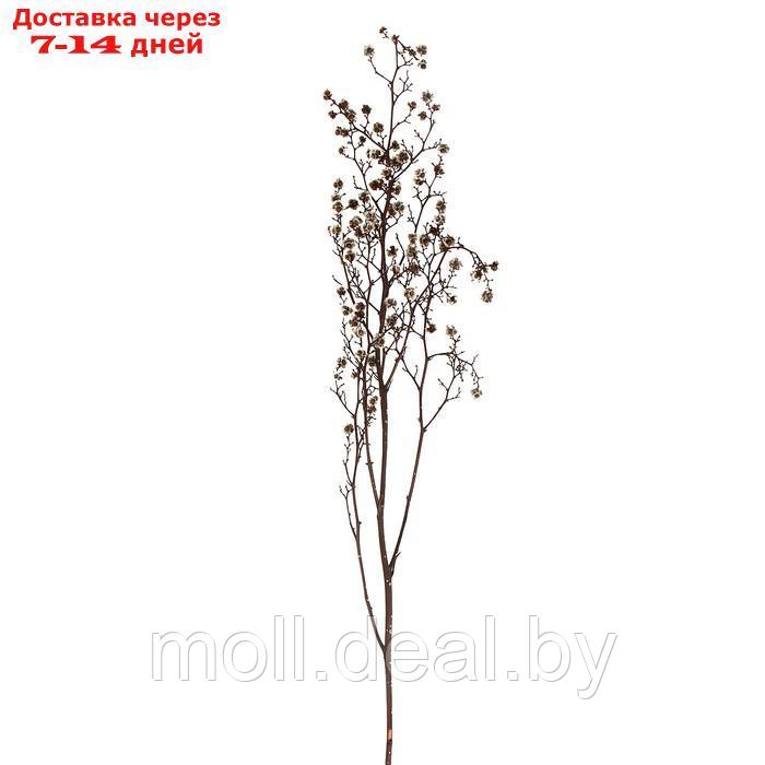Сухие цветы молочай Миля , 25 гр, длина 70 см, цвет белый - фото 1 - id-p219014648