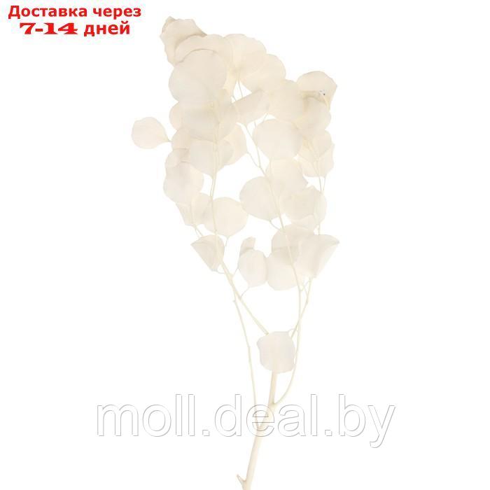 Сухоцвет персикого дерева , 50 гр, длина 70 см, цвет белый - фото 1 - id-p219014657
