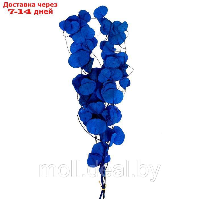 Сухоцвет персикого дерева , 50 гр, длина 70 см, цвет синий - фото 1 - id-p219014665