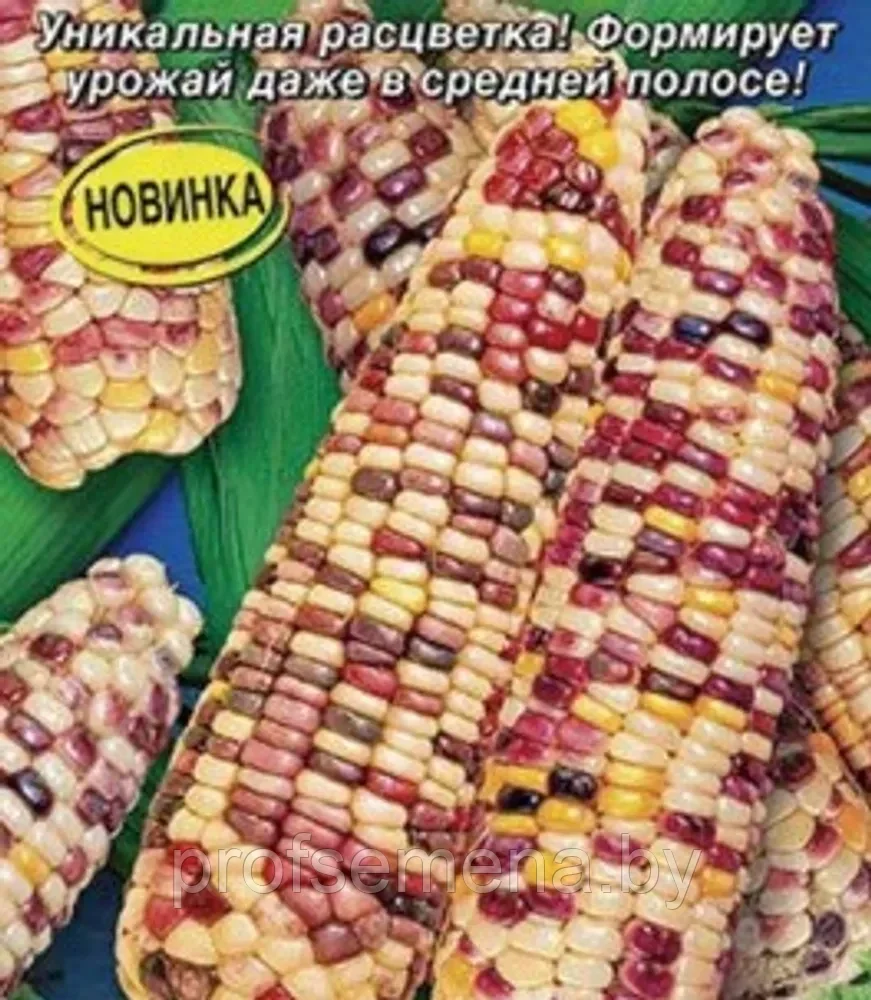 Кукуруза сахарная Граффити, семена, 5шт., (аэ) - фото 1 - id-p219064635