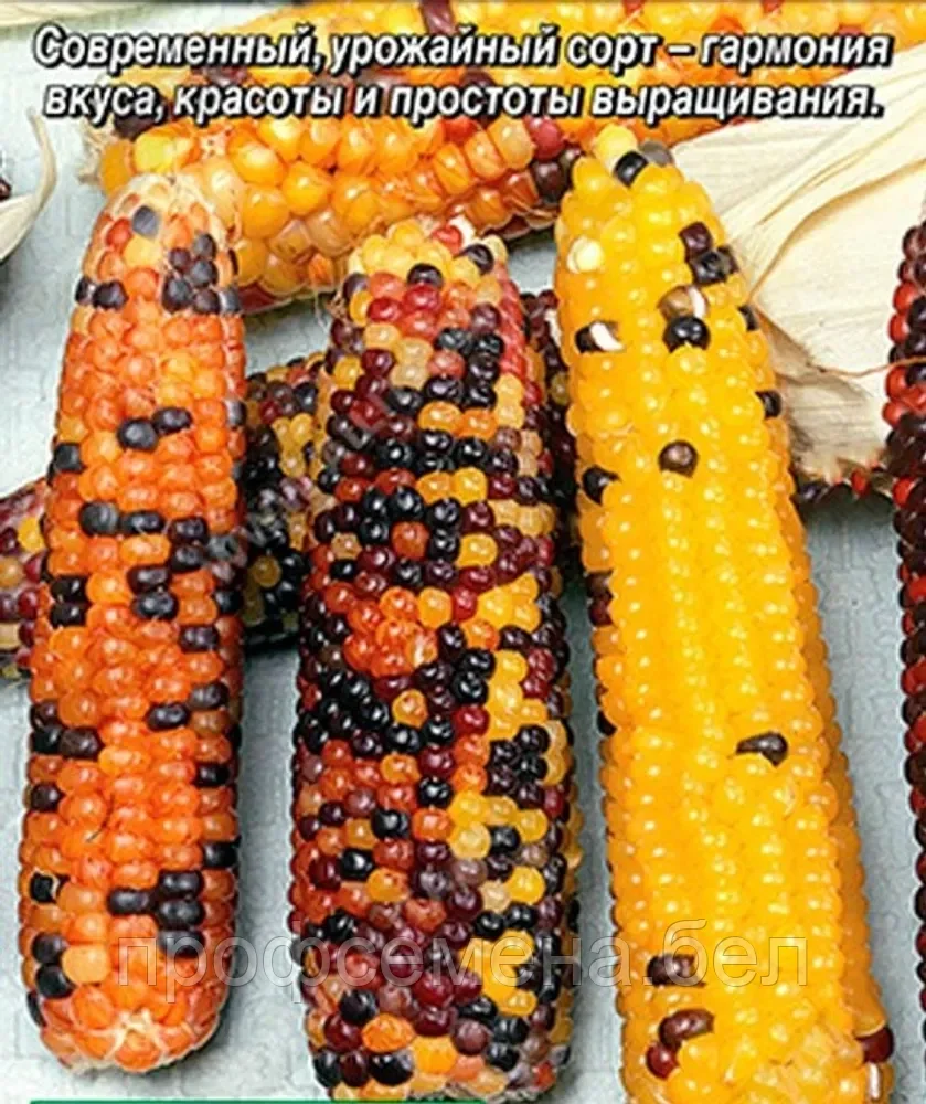 Кукуруза сахарная Конфетти, семена, 5шт., (аэ) - фото 1 - id-p219065692