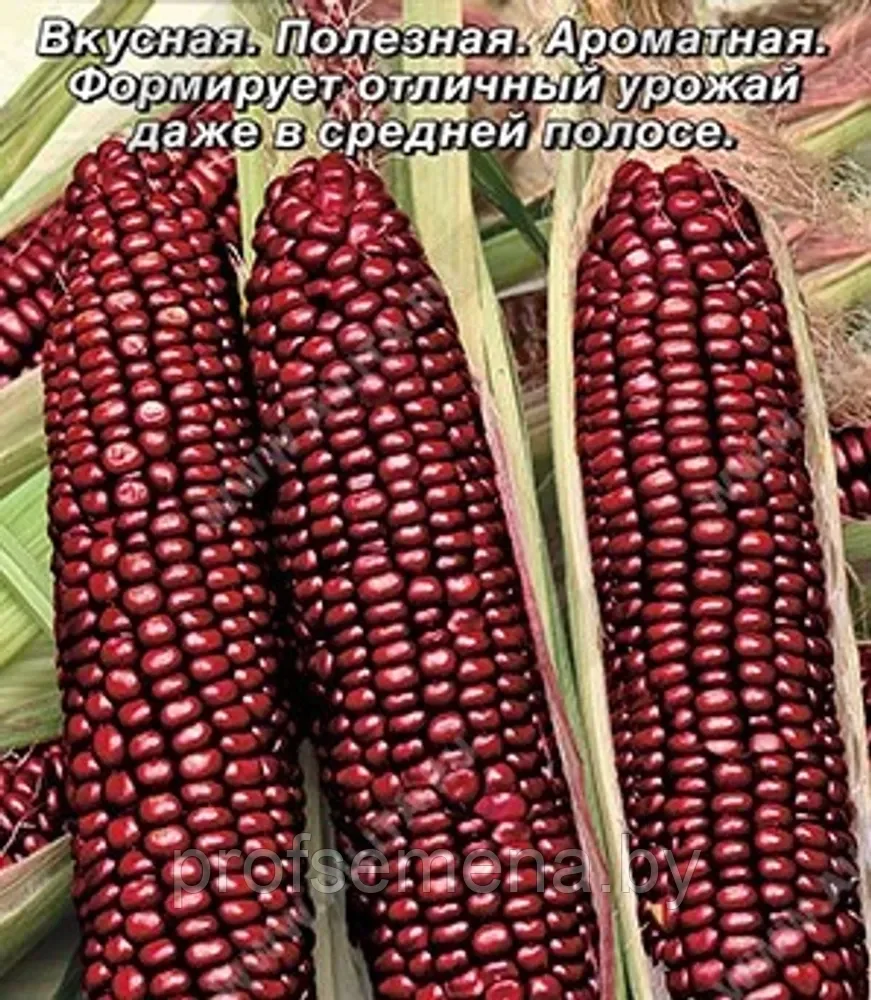 Кукуруза сахарная Красотка, семена, 5шт., (аэ) - фото 1 - id-p219065731
