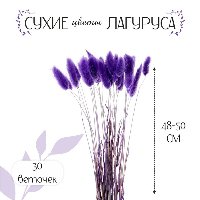 Сухие цветы лагуруса, набор 30 шт., цвет фиолетовый - фото 1 - id-p219071724