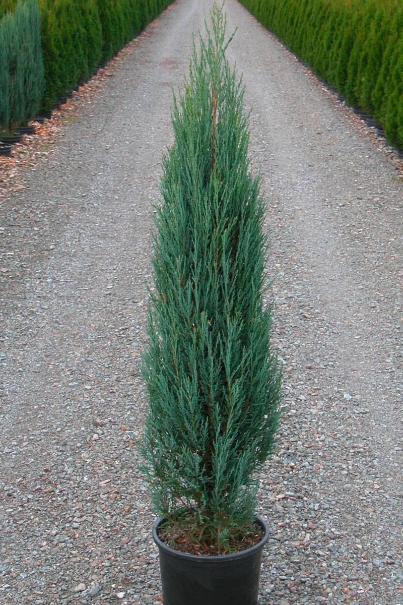 Можжевельник скальный 0,6-0,7 м / Juniperus Skyrocket - фото 1 - id-p219079070
