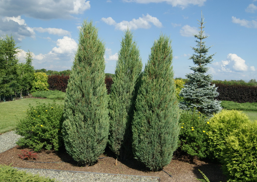 Можжевельник скальный 0,6-0,7 м / Juniperus Skyrocket - фото 2 - id-p219079070