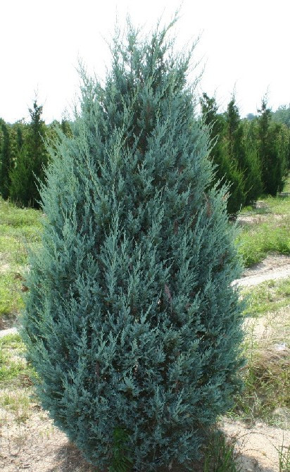 Можжевельник скальный 0,6-0,7 м / Juniperus Skyrocket - фото 3 - id-p219079070