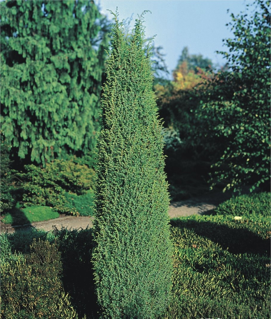 Можжевельник Суецика 0,6 м / Juniperus communis Suecica - фото 2 - id-p219079125