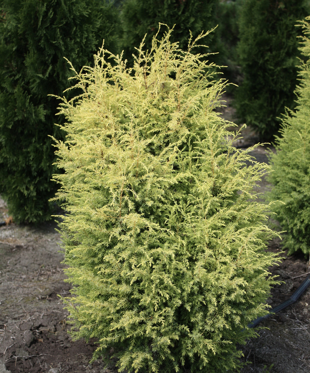 Можжевельник Суецика 0,6 м / Juniperus communis Suecica - фото 3 - id-p219079125