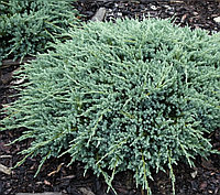 Можжевельник чешуйчатый Блю Карпет d=40 см / Juniperus squamata Blue Carpet, Meyeri