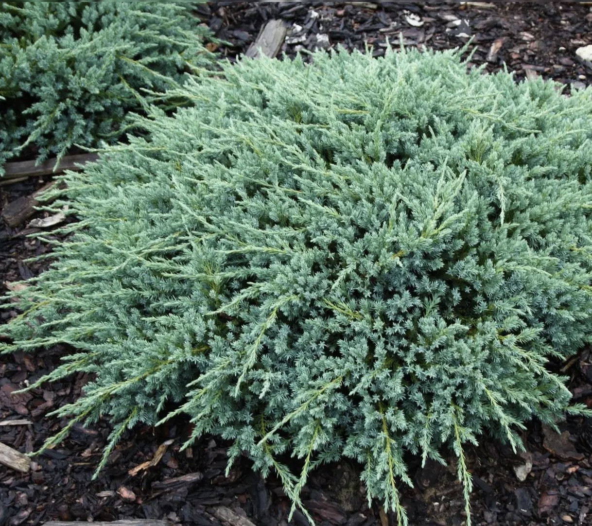 Можжевельник чешуйчатый Блю Карпет d=40 см / Juniperus squamata Blue Carpet, Meyeri - фото 1 - id-p219079245