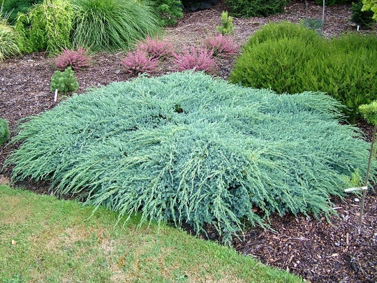 Можжевельник чешуйчатый Блю Карпет d=40 см / Juniperus squamata Blue Carpet, Meyeri - фото 3 - id-p219079245