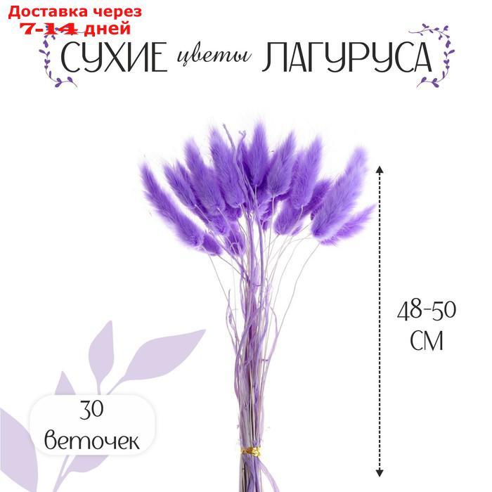 Сухие цветы лагуруса, набор 30 шт, цвет светло фиолетовый - фото 1 - id-p219075217