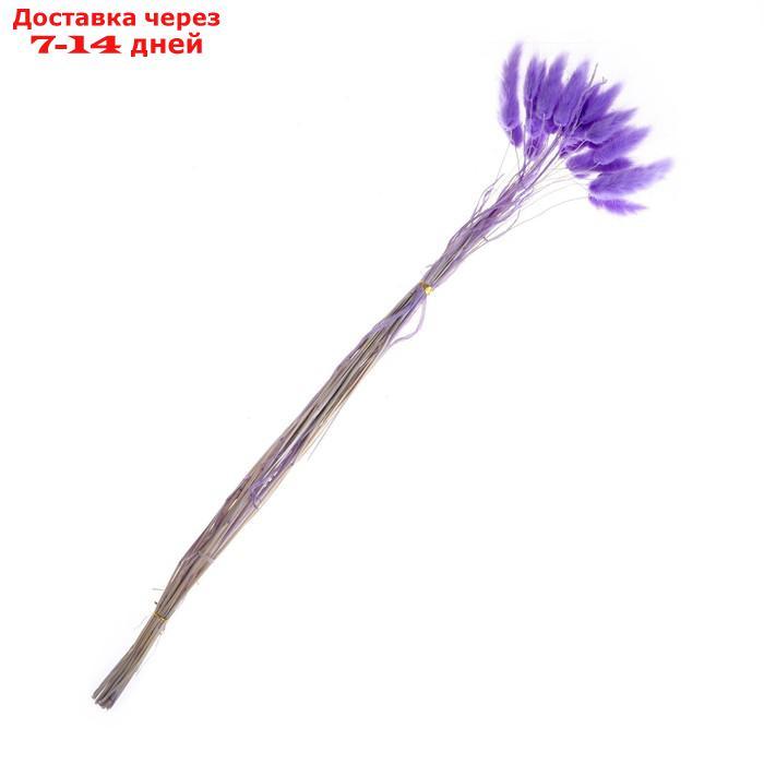 Сухие цветы лагуруса, набор 30 шт, цвет светло фиолетовый - фото 2 - id-p219075217