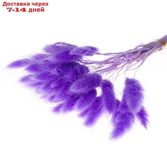 Сухие цветы лагуруса, набор 30 шт, цвет светло фиолетовый - фото 3 - id-p219075217