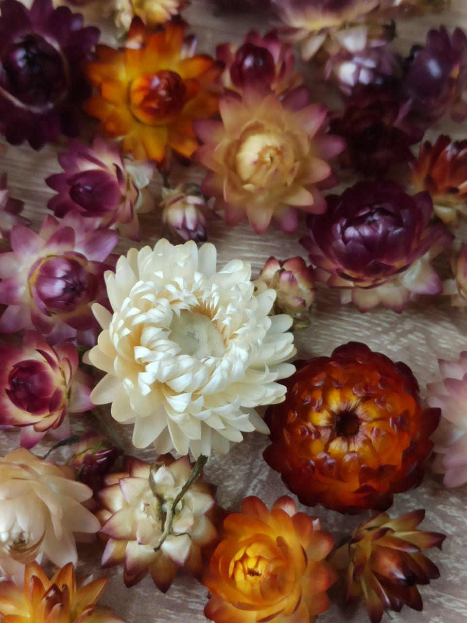 Сухоцветы Гелихризум микс - фото 3 - id-p219245060