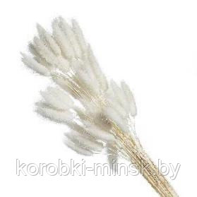 Сухоцвет "Лагурус" (60 веток в пачке). Белый