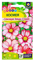 Космея Сенсация Кенди Страйп 0,5г Семена Алтая