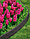 Бордюр садовый 15cm EZ Border BRICKS, 3 колышка и соединитель, серый, BG, фото 10