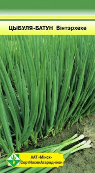 Лук-батун Винтерхеке