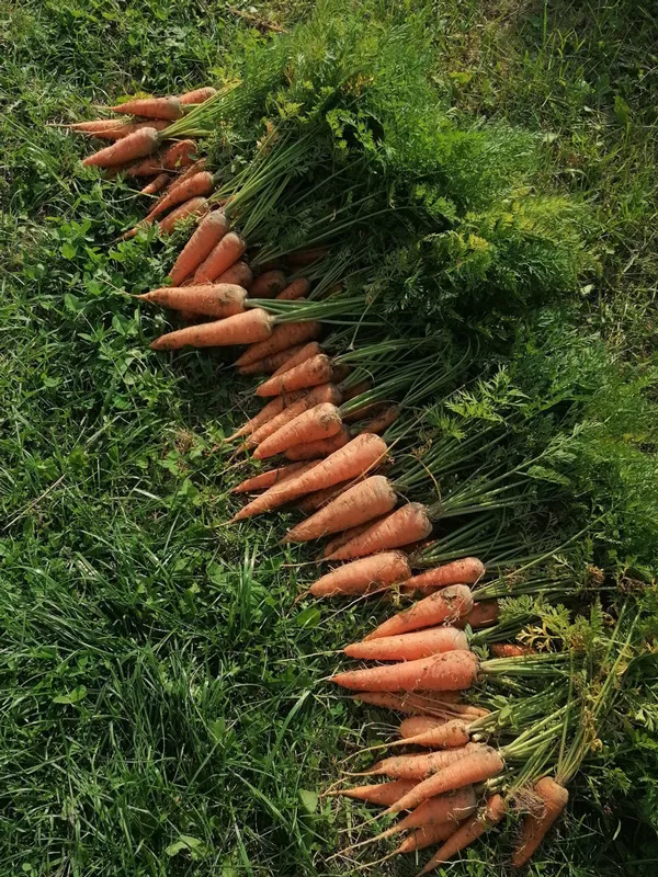 Морковь драже Шантенэ 2461 300шт Семена Алтая - фото 2 - id-p197759862