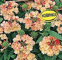 Вербена Абрикосовая, семена цветов, 10шт, (аэ)