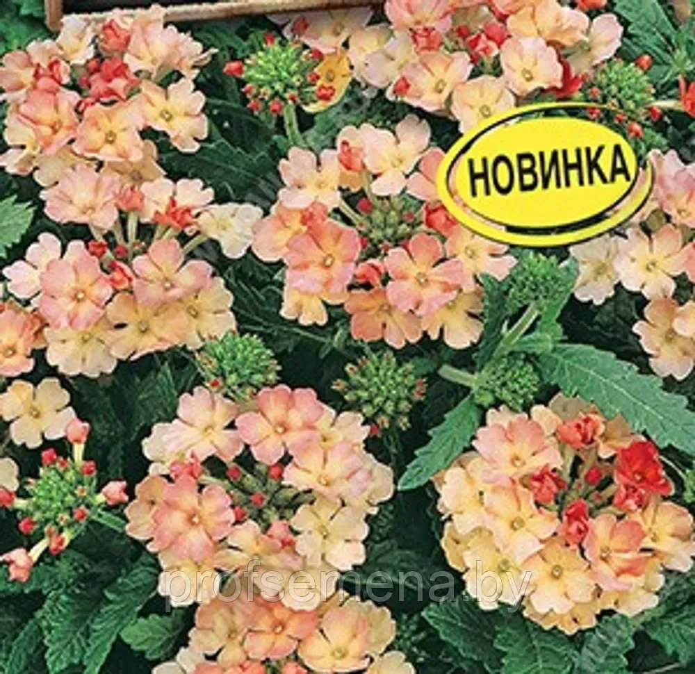 Вербена Абрикосовая, семена цветов, 10шт, (аэ) - фото 1 - id-p219617960