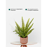 Искусственное растение в керамическом горшке «Папоротник», 12х12х42 см, фото 7