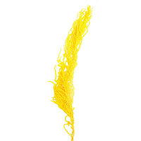 Сухие цветы амаранта , 100 гр, размер листа от 50 до 60 см, цвет желтый