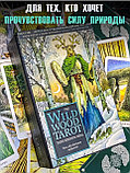 КАРТЫ ТАРО | Таро Дикого леса | The Wildwood Tarot | 78 карт+руководство в подарочном футляре, фото 2
