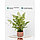 Искусственное растение в керамическом горшке «Папоротник курчавый», 12х12х48 см, фото 3