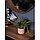 Искусственное растение в керамическом горшке «Папоротник», 12х12х42 см, фото 2