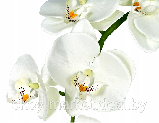 Цветочная композиция из орхидей в горшке B073, фото 2