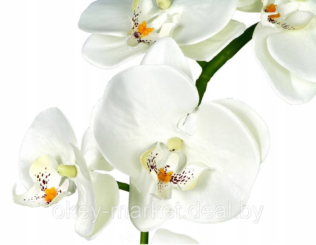 Цветочная композиция из орхидей в горшке B073 - фото 4 - id-p219664190