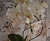 Цветочная композиция из орхидей в горшке B073, фото 4