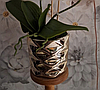 Цветочная композиция из орхидей в горшке B073, фото 3