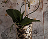 Цветочная композиция из орхидей в горшке B073, фото 5