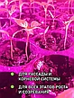 Фитолампа-светильник для растений полного спектра (2 лампы), фото 4