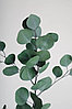 Сухоцвет "Эвкалипт Цинерия" стабилизированный длина 70-75см (100 гр/уп) Натуральный зеленый, фото 2