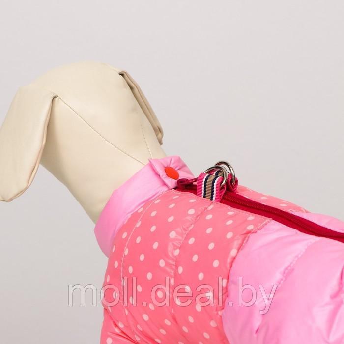 Комбинезон для собак "Горошек", размер 16 (ДС 28 см, ОГ 44 см, ОШ 34 см), розовый - фото 4 - id-p219627597