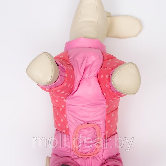 Комбинезон для собак "Горошек", размер 16 (ДС 28 см, ОГ 44 см, ОШ 34 см), розовый - фото 6 - id-p219627597