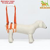 Ремень вспомогательный для задних лап, размер S (ОТ 45-50 см, вес 15-25 кг), оранжевый