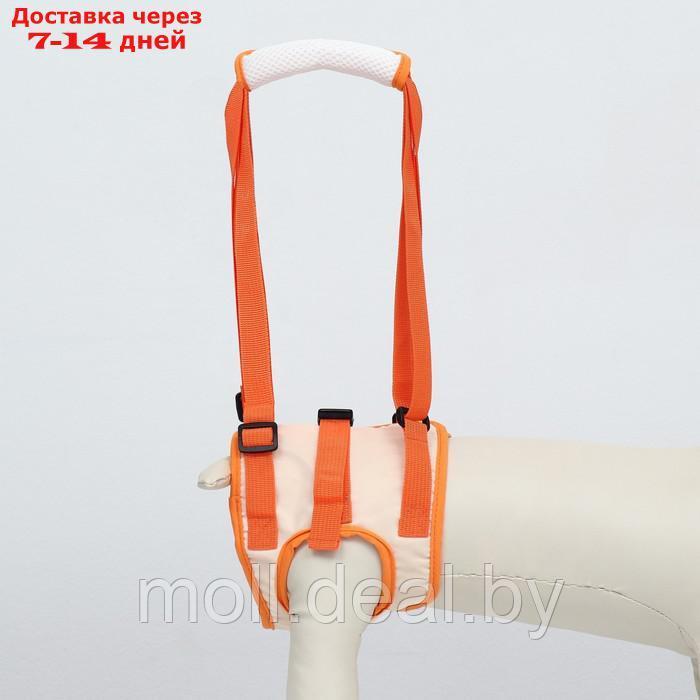 Ремень вспомогательный для задних лап, размер M (ОТ 56-66 см, вес 25-40 кг), оранжевый - фото 2 - id-p219687642